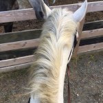 Sarah Bixby - @horses_forever_love_ - Instagram
