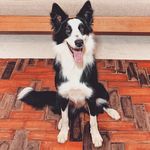 Sarah Jahoda ( Mangozinha) - @sarah_bordercollie2021 - Instagram
