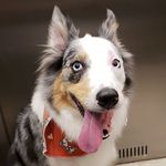 Sarah Paiva Carreirão - @sarah.bordercollie - Instagram