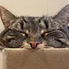 sarah_botelho_ - @sarah_botelho_ - TikTok