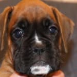 Our lovely boxer Pearla Sarah 🩷 - @pearla_sarah_boxer - Instagram