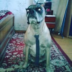 Sara Boxer - @boxerdog97 - Instagram