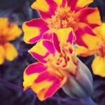 sara.boxer - @sara.boxer7 - Instagram