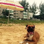 Sarah Boxer Princess - @sarah_boxerprincess - Instagram