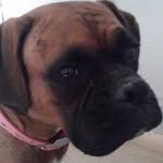 Sarah the Boxer - @sarahthecutieboxer - Instagram