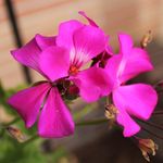 Sarah Elizabeth - @sarahbracey_photography - Instagram