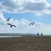 Sarah Abrams - @sarah.abrams1 - TikTok