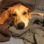 Sarah Grace Hornung - @sarahbrawley84 - Instagram