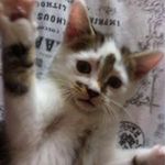 Sarah Canham - @sarahcanham - Instagram