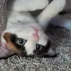 Sarah China-Frickey - @sarah.chinafricke - TikTok