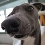 Sarah Cocker - @beau_beau_whippet - Instagram