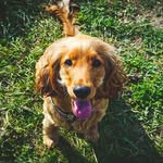 Sarah Cocker Spaniel - @sarah_thespaniel - Instagram