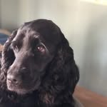 Sarah_cocker_spaniel - @sarah_cocker_spaniel - Instagram