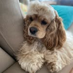 @sarah_cockerspanielamericano - Instagram