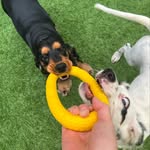 Sarah &Vivi - @sarah_cockerspaniel - Instagram
