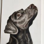 Sarah Cogan - @suki_the_black_lab - Instagram