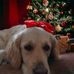 Sarah Cornwell - Facebook