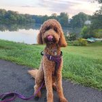 Sarah Cornwell - @miss.murphydoodle - Instagram