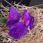Sarah - @sarah_cornwell - Instagram