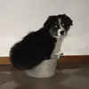 Sarah Corso - @sarah.corso - TikTok