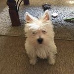 Sarah Cousins - @kittysoftpaws66 - Instagram