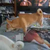 Sarah Cousins - @sarah.cousins1 - TikTok