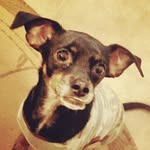SARAH_COY🐾🐾 - @sarah_coy9871 - Instagram