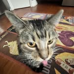 Sarah Criswell - @rat.streetz - Instagram