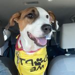 Sarah | Current Foster: Beans - @adoptsatx - Instagram