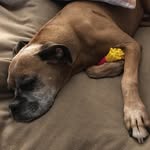 Sarah DeCamp - @sarahdecamp68 - Instagram