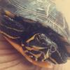 Sarah Dethier - @sarah.dethier0 - TikTok