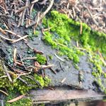 Sarah Dore - @garden.of.my.mind - Instagram