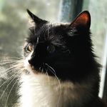 Sarah Dorff - @astrumdrago - Instagram