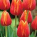 Sarah Dorman - Facebook