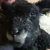 Fluffy_unicorn1234 - @16sarah.eckhoff - TikTok