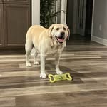 Sarah Ellinger Martini - @smartini2024 - Instagram