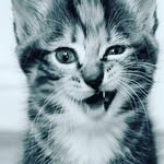 sarahensley - @sarahensley363 - Instagram