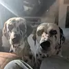 Sazzle - @sarahfawcett7 - TikTok