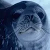 Sarah Feldberg507 - @user81791872062591 - TikTok