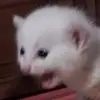 Sarah Feldberg - @tinyunicorn666 - TikTok