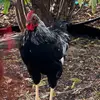 Farm Stories - @sarahfiles4 - TikTok