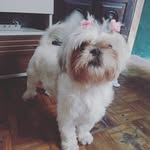 Sarah Files C. de Albuquerque - @shihtzu.sarah - Instagram