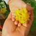 Sara Flower - Facebook
