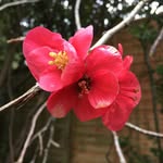 Sarah Folwell - @funkykat74 - Instagram