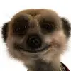 sarahfolwell820 - @sarahfolwell820 - TikTok