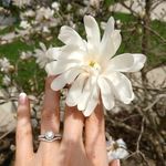 Sarah Freeze - @thewhiteskyehome - Instagram