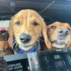 sarah.fu2 - @sarah.fu2 - TikTok