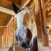 🐴Sarah🐴 - @sarahgallops - TikTok