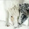 Sarah - @sarahgenz1 - TikTok