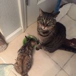 Gabi + Pepper. Sarah Gingrich - @gabithetabby_and_padawanpepper - Instagram
